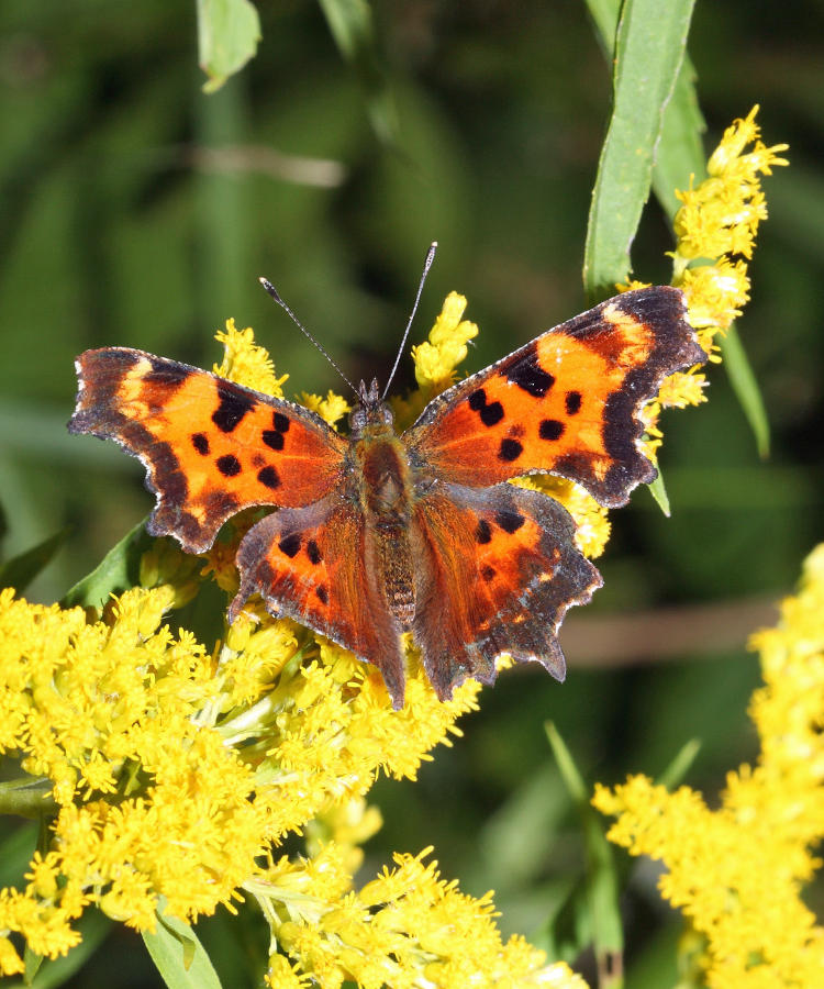 Green Comma - Polygonia faunus