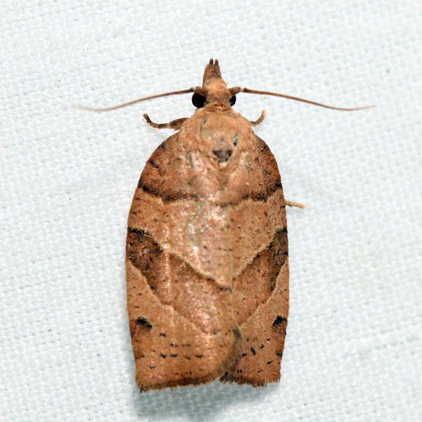 3593  Woodgrain Leafroller  Pandemis lamprosana