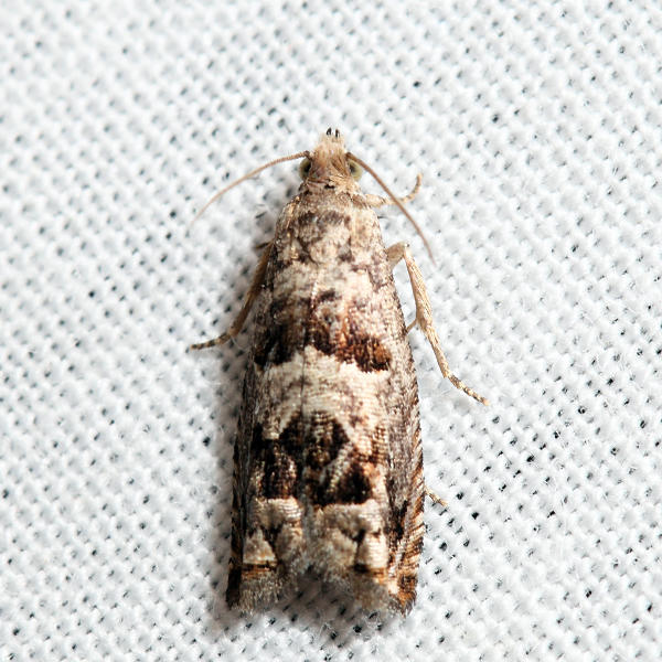 3219 - Canadian Sonia - Sonia canadana