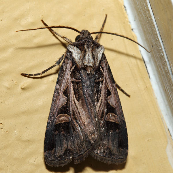 10675  Confused Dart  Feltia tricosa