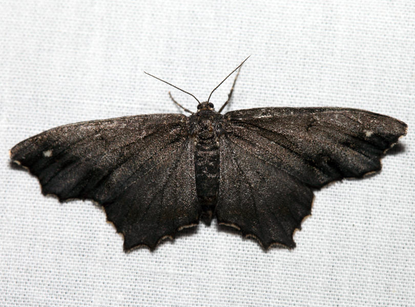 6655 - Esther Moth - Hypagyrtis esther (melanistic)