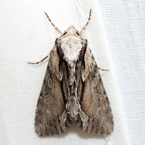 9578 - Common Hyppa -  Hyppa xylinoides