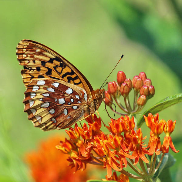 Great Spangled Fritillary - Speyeria cybele