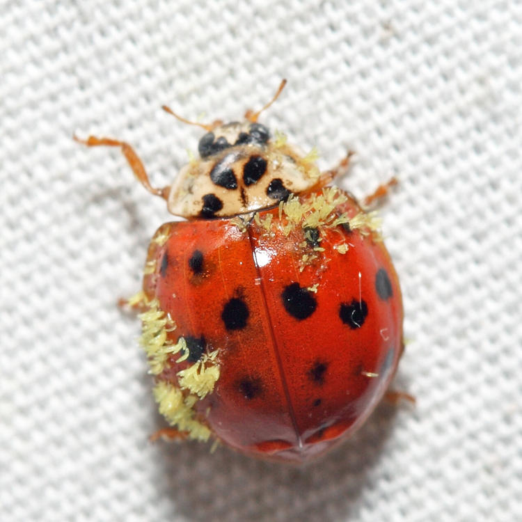 Multicolored Asian Lady Beetle - Harmonia axyridis - (with Laboulbeniales fungus)