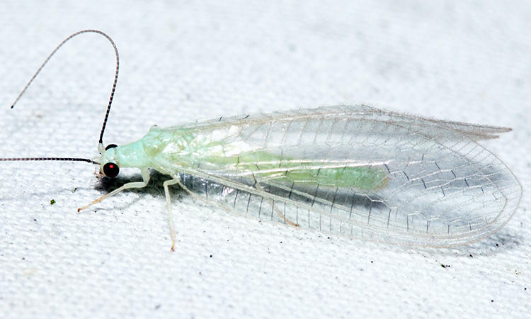 Ceraeochrysa lineaticornis