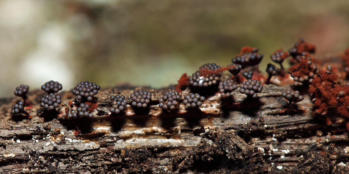 Metatrichia vesparum (Blackberry slime)