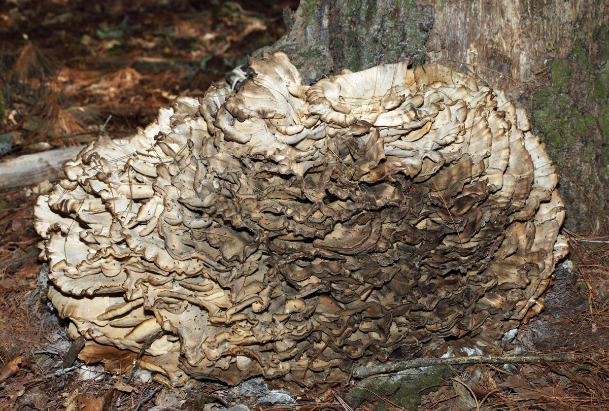 Grifola frondosa (Hen of the Woods)