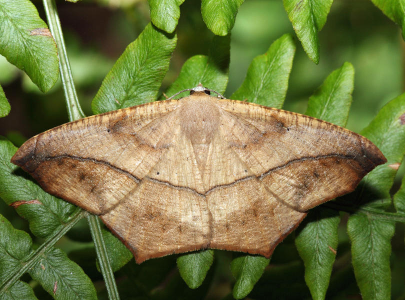 6982 - Large Maple Spanworm - Prochoerodes lineola