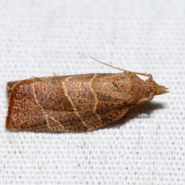 3594 - Three-lined Leafroller - Pandemis limitata