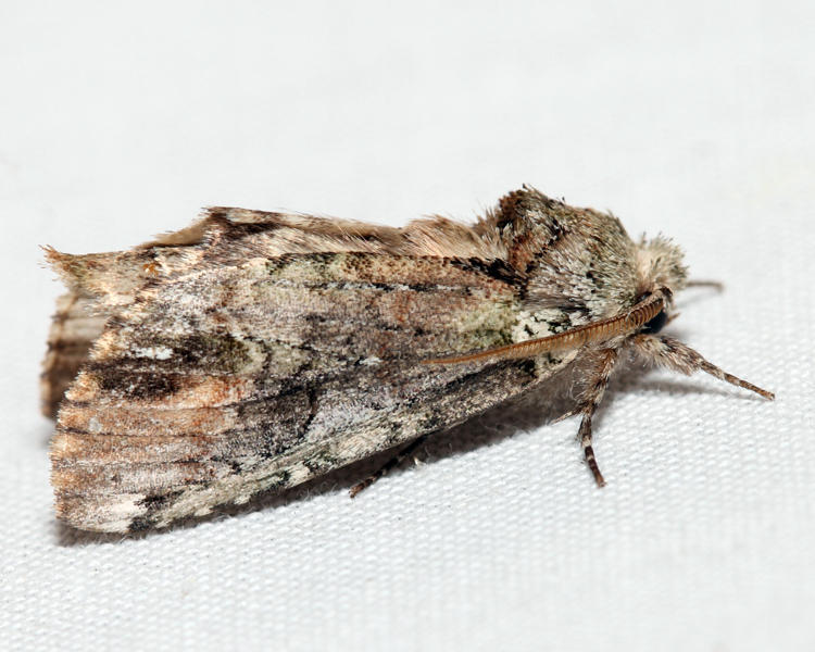8007  Unicorn Caterpillar Moth  Schizura unicornis