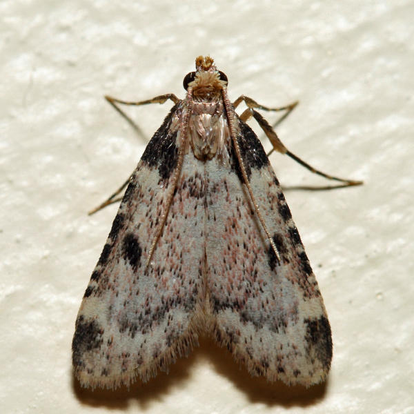 5511  Aglossa costiferalis