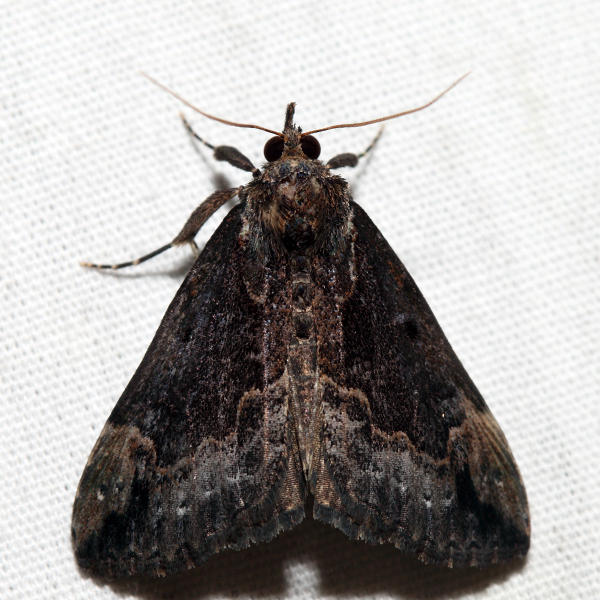 8442 - Baltimore Hypena - Hypena baltimoralis