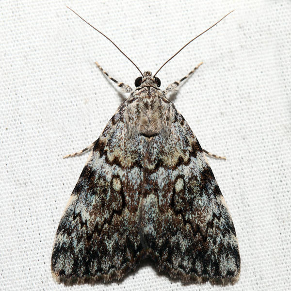 8878.1  Little Lined Underwing  Catocala lineella