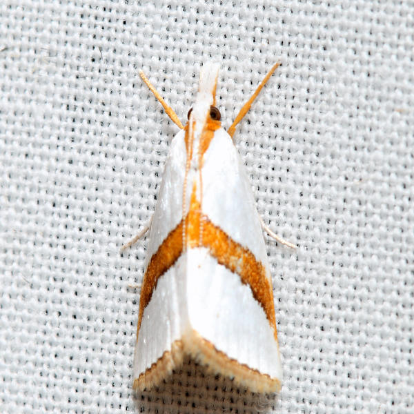 5466 - Straight-lined Vaxi - Argyria critica