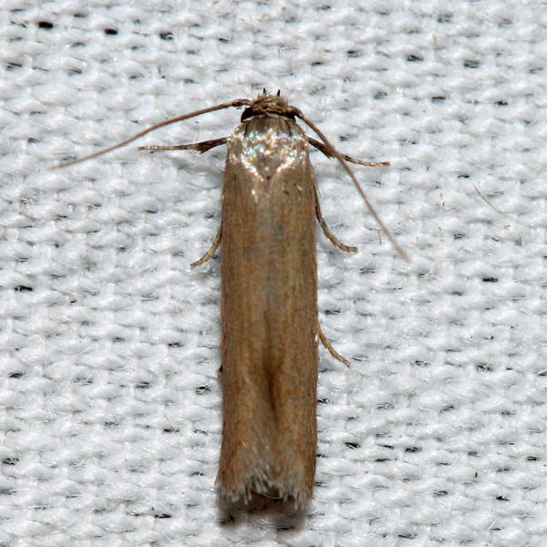 1221  Holcocera immaculella