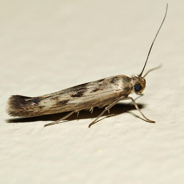 1673  Chenopodium Scythris  Scythris limbella