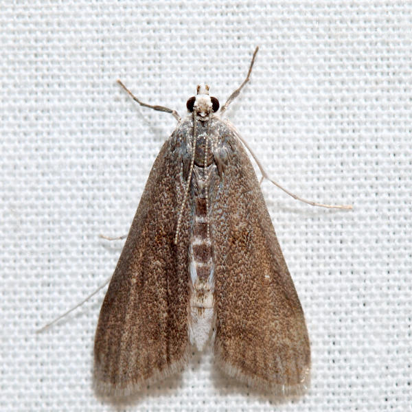 4759  Polymorphic Pondweed Moth  Parapoynx maculalis