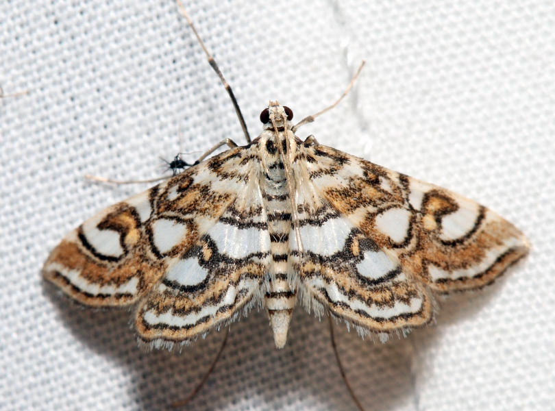 4747  Nymphula Moth  Elophila ekthlipsis