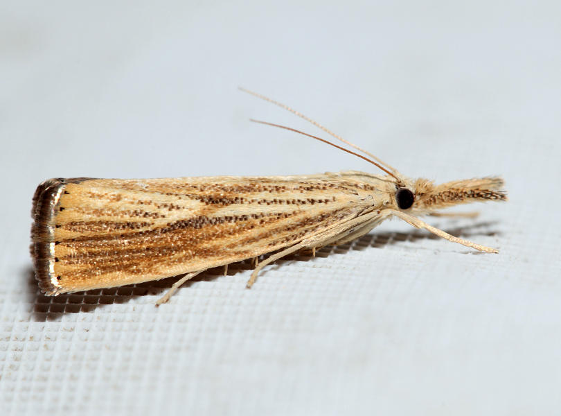  5403  Vagabond Crambus   Agriphila vulgivagellus