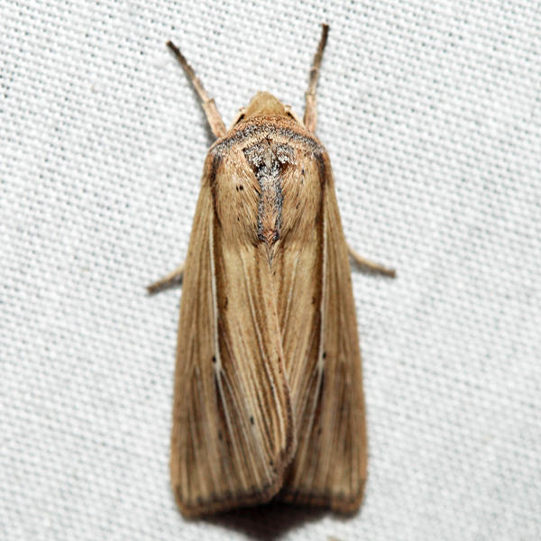 10446  Many-lined Wainscot  Leucania multilinea