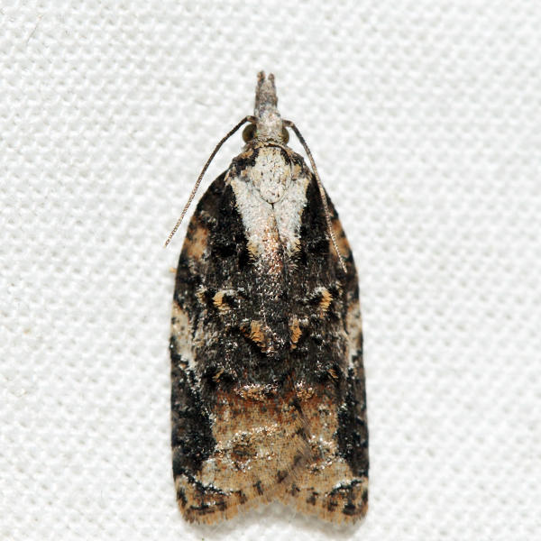 3743  Exasperating Platynota  Platynota exasperatana
