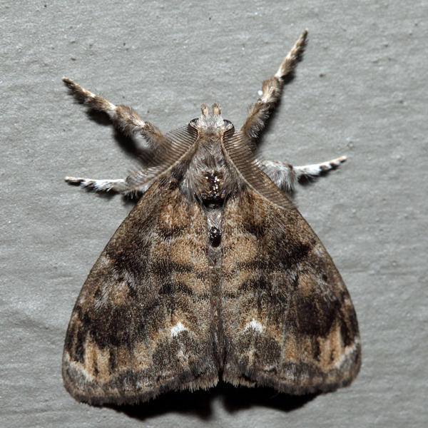8314  Definite Tussock Moth  Orgyia definita