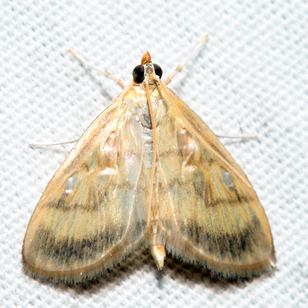 4945  Pale-winged Crocidiphora  Crocidophora tuberculalis