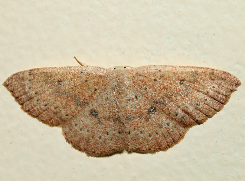 7136 - Packards Wave - Cyclophora packardi