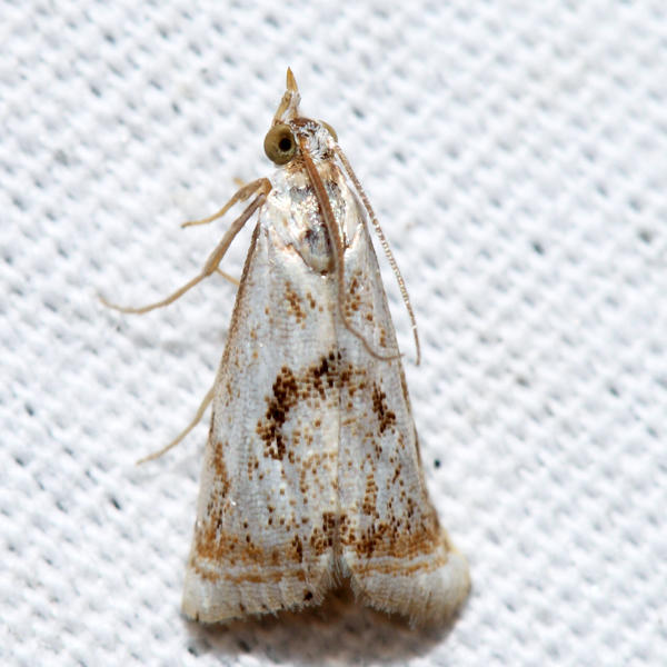 5420 - Elegant Grass-veneer - Microcrambus elegans