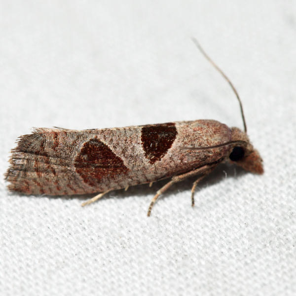 3116  Triangle-backed Eucosma  Pelochrista dorsisignatana