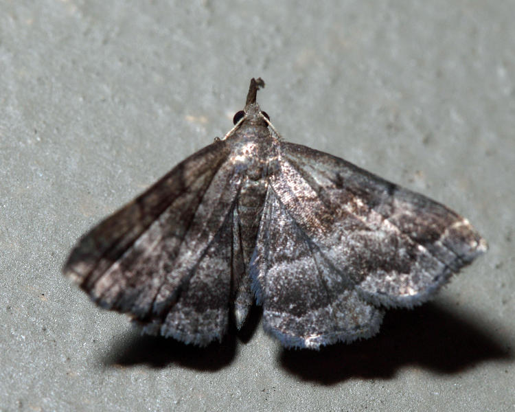 8364 - Black-banded Owlet - Phalaenostola larentioides