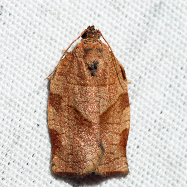 3635  Oblique-banded Leafroller  Choristoneura rosaceana