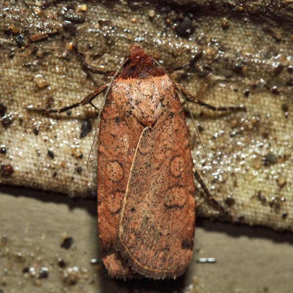 11006  Brown-collared Dart  Protolampra brunneicollis