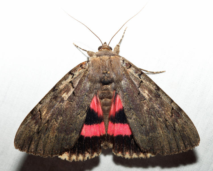 8832  Darling Underwing  Catocala cara