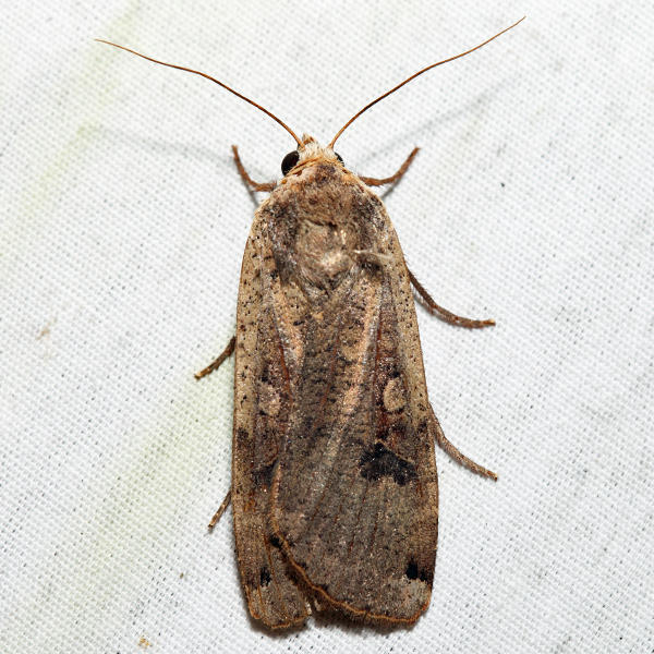 11003.1  Large Yellow Underwing  Noctua pronuba