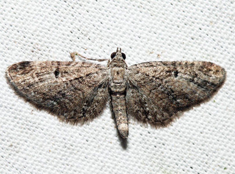 7551 - Juniper Looper - Eupithecia interruptofasciata (m)