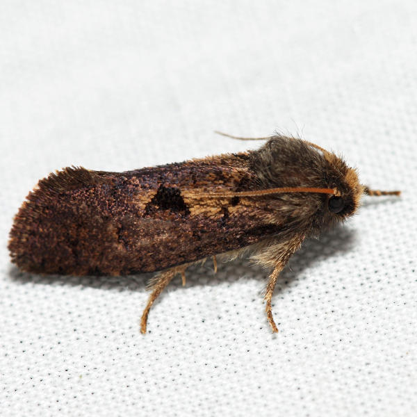0367 - Tubeworm Moth - Acrolophus morus