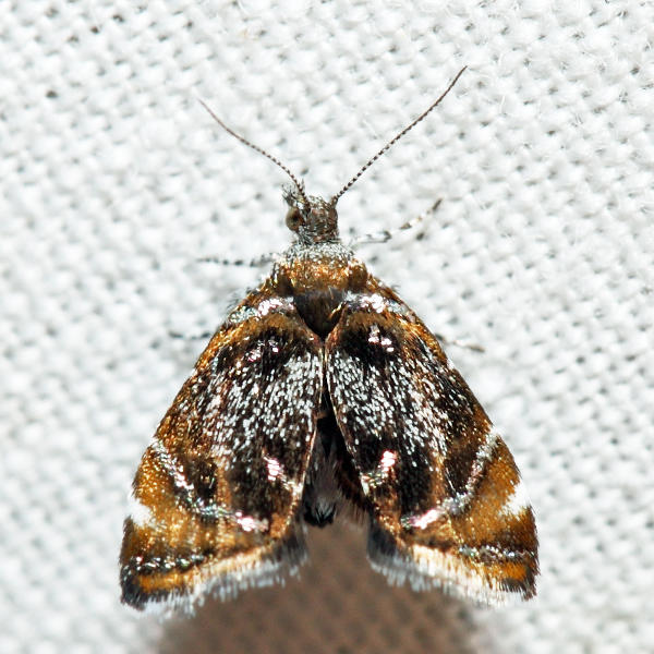 2629  Skullcap Skeletonizer  Prochoreutis inflatella