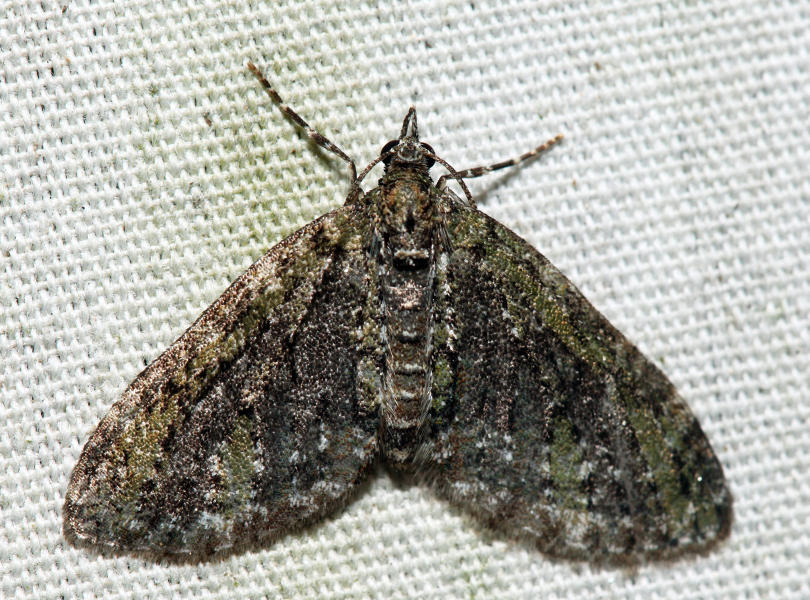 7635  Olive-and-black Carpet  Acasis viridata 