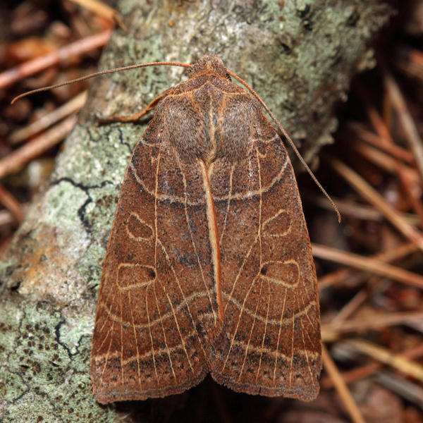 9950 - Silky Sallow - Chaetaglaea sericea