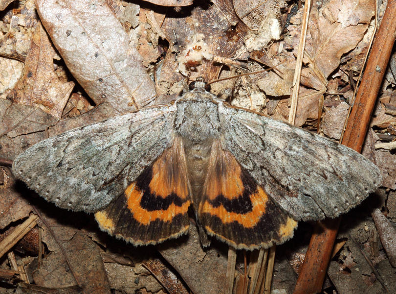 8778  Habilis Underwing  Catocala habilis