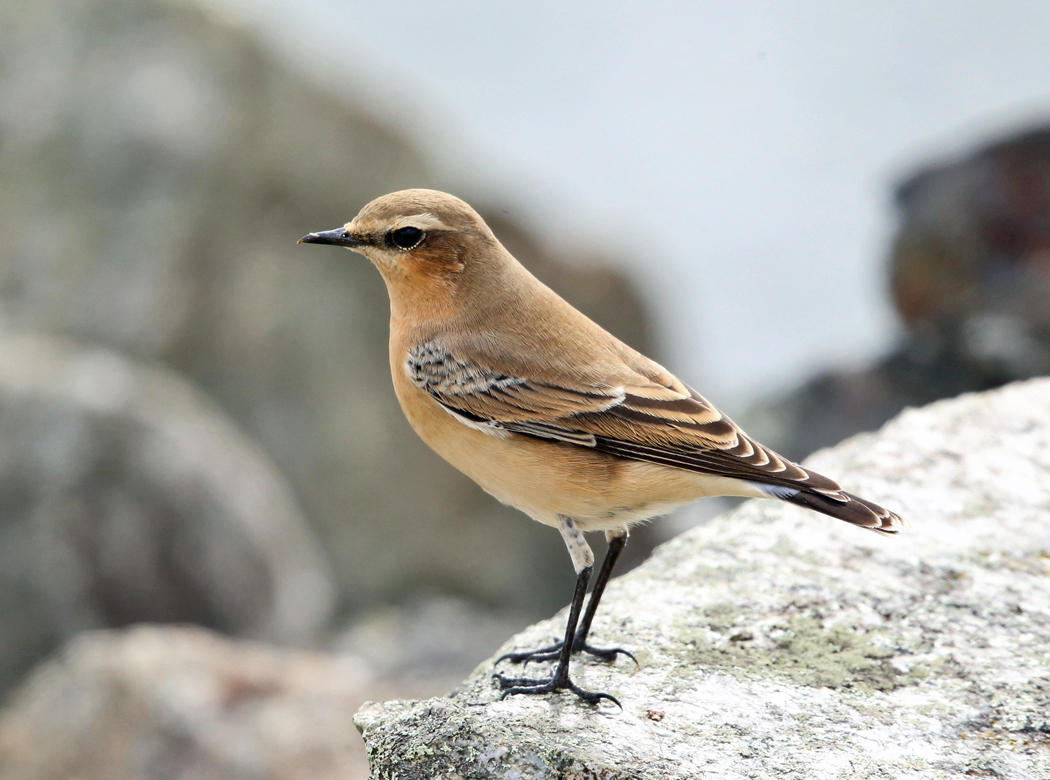 Northern Wheatear - Oenanthe oenanthe