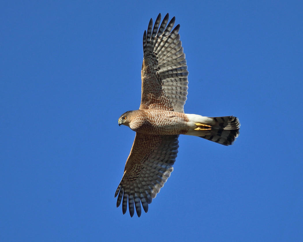 Coopers Hawk - Accipiter cooperii (with a full crop)