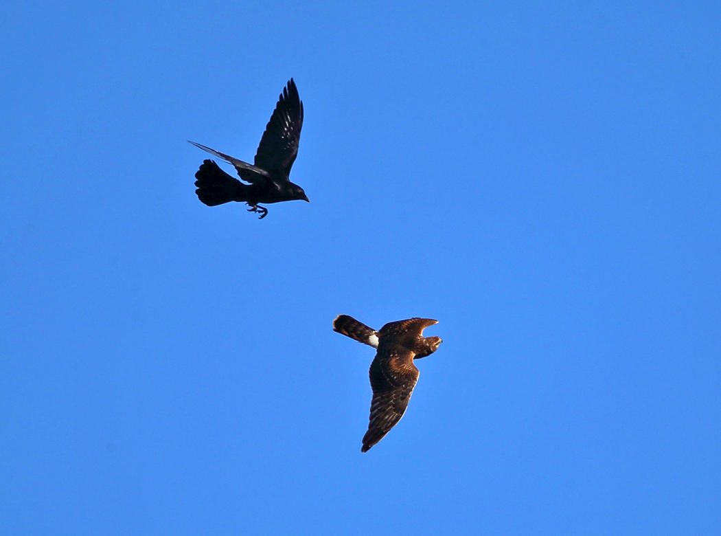 Northern Harrier mobbed by crows