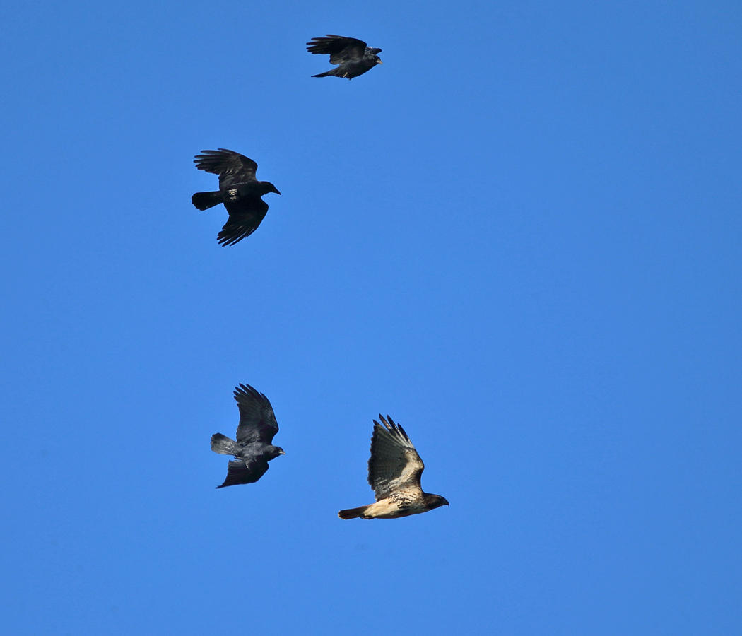 Red-tailed Hawk mobbed by crows