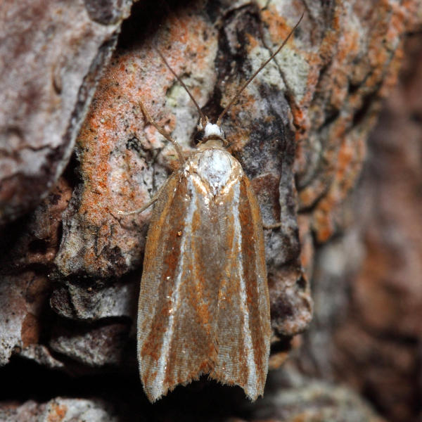 3548  Eastern Black-headed Budworm Moth  Acleris variana