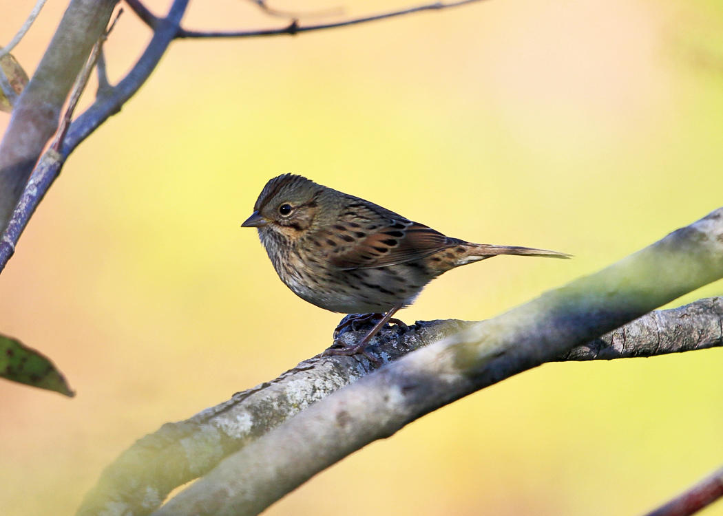 Lincolns Sparrow - Melospiza lincolnii