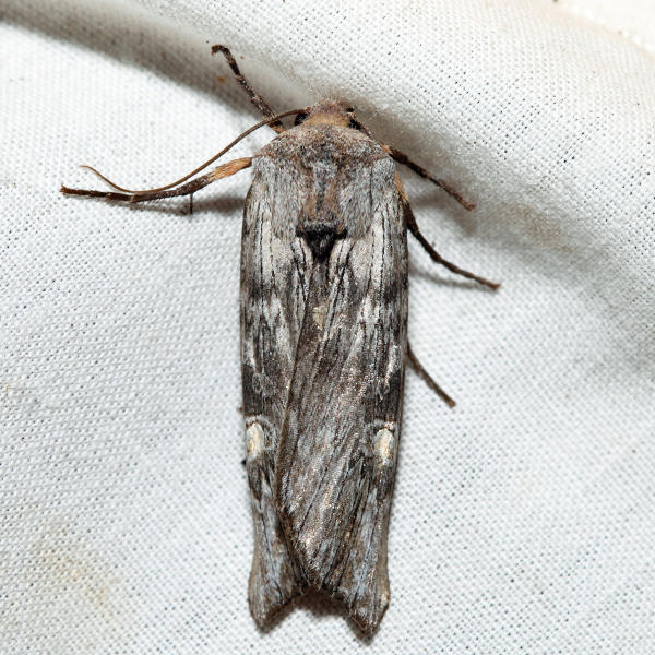 9878  Lithomoia germana