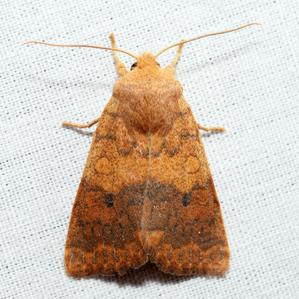 9957  Bicolored Sallow  Sunira bicolorago