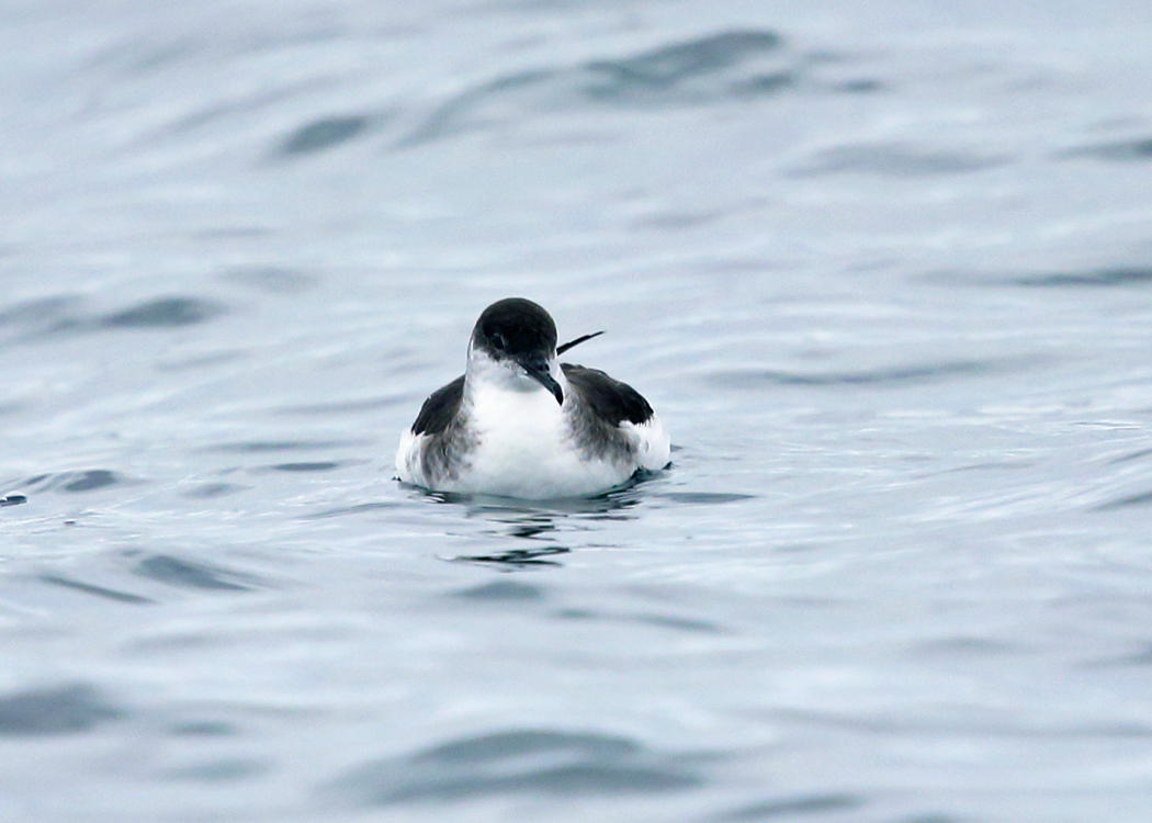 Manx Shearwater - Puffinus puffinus